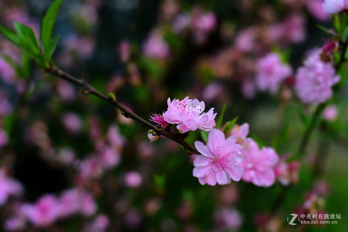 桃花几朵惹风流 ----