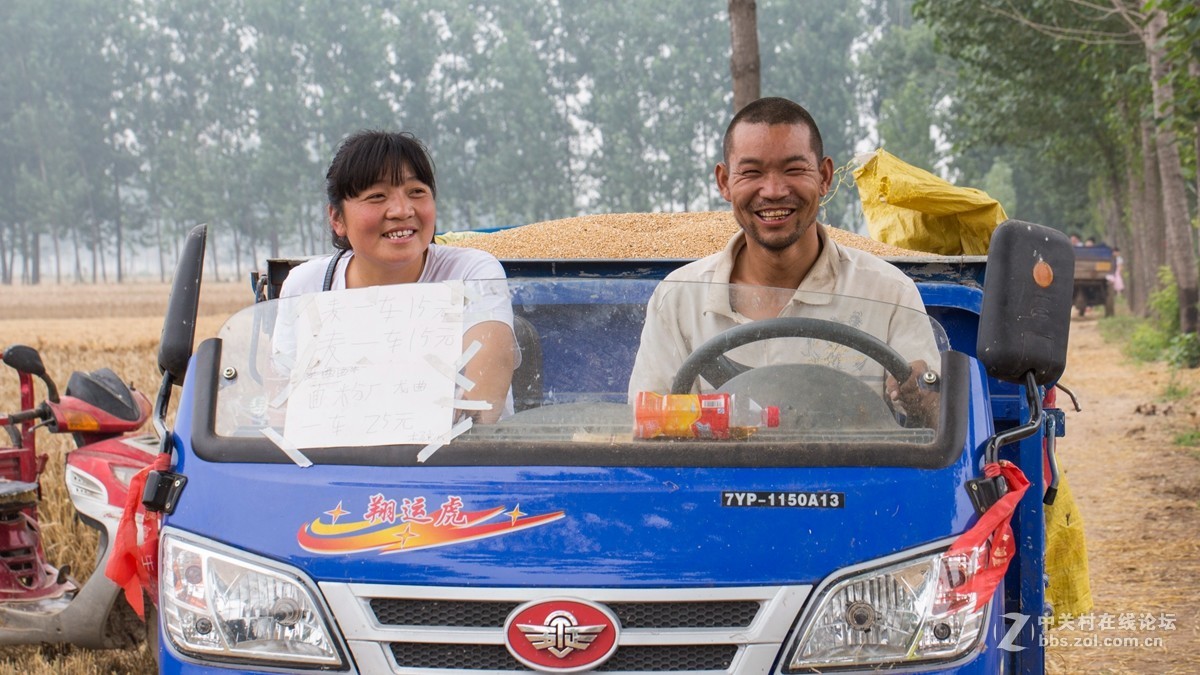 收麦子纪实