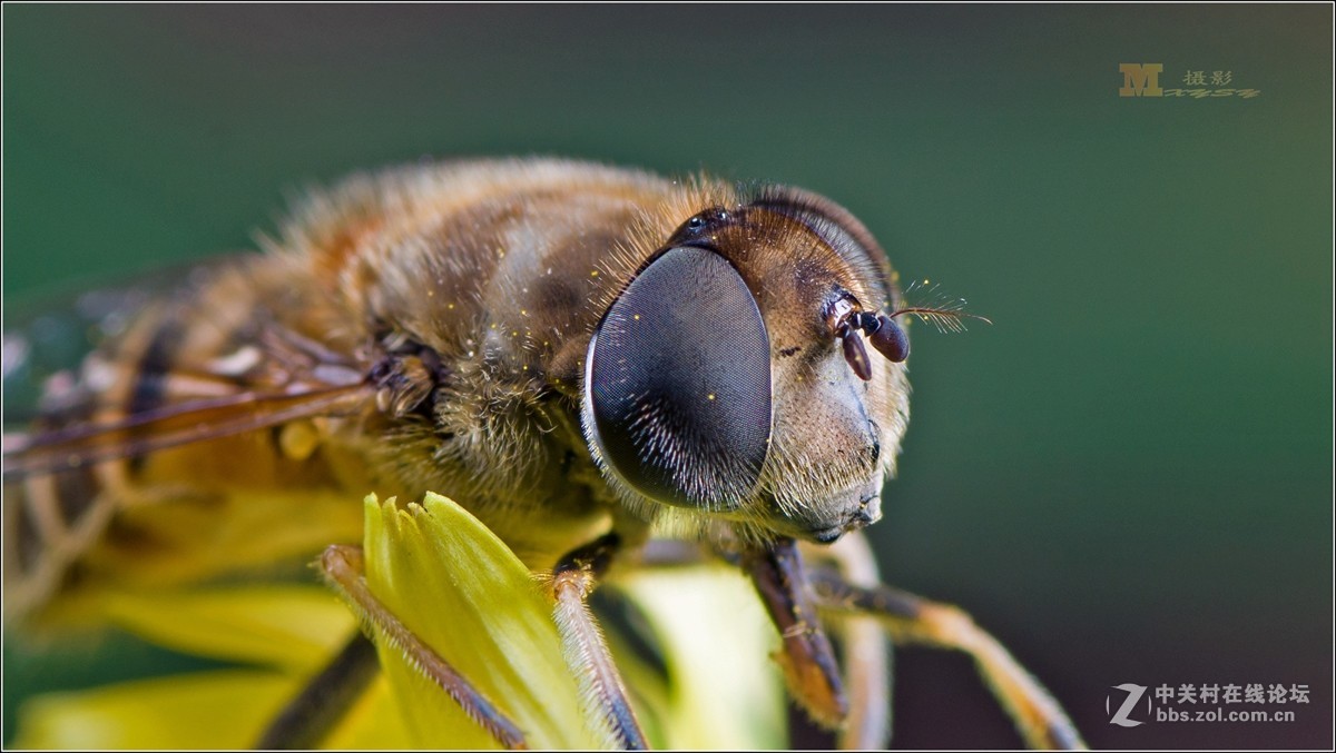 深秋拍虫虫蜜蜂复眼