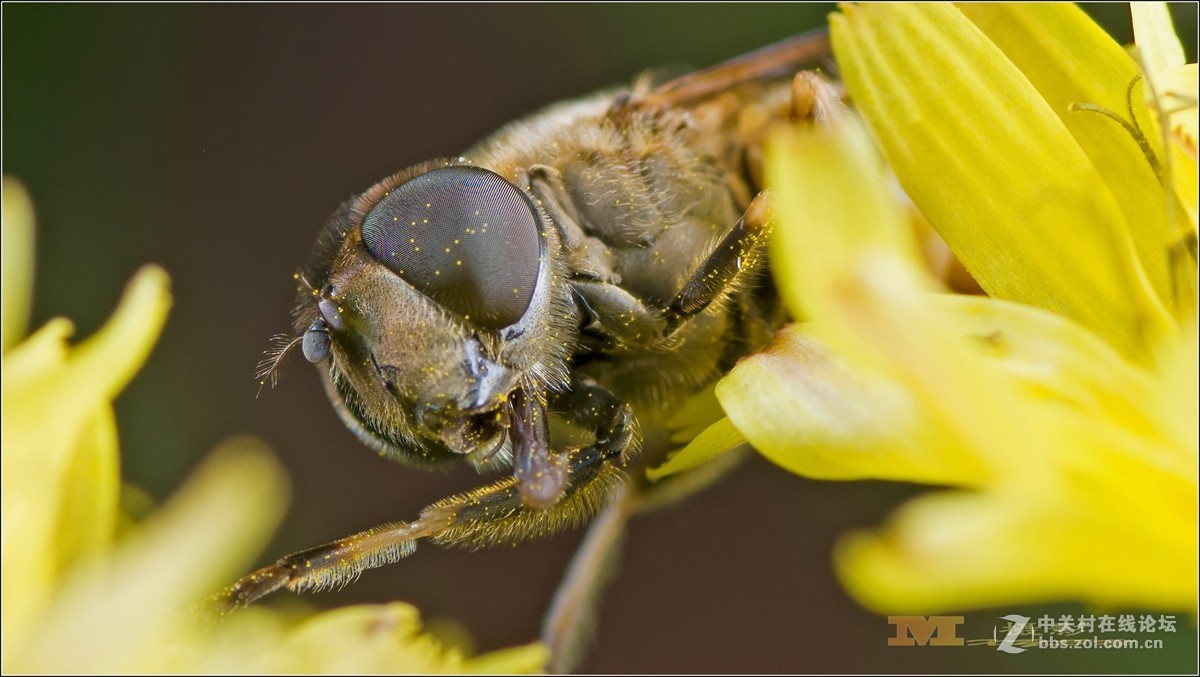 深秋拍虫虫蜜蜂复眼