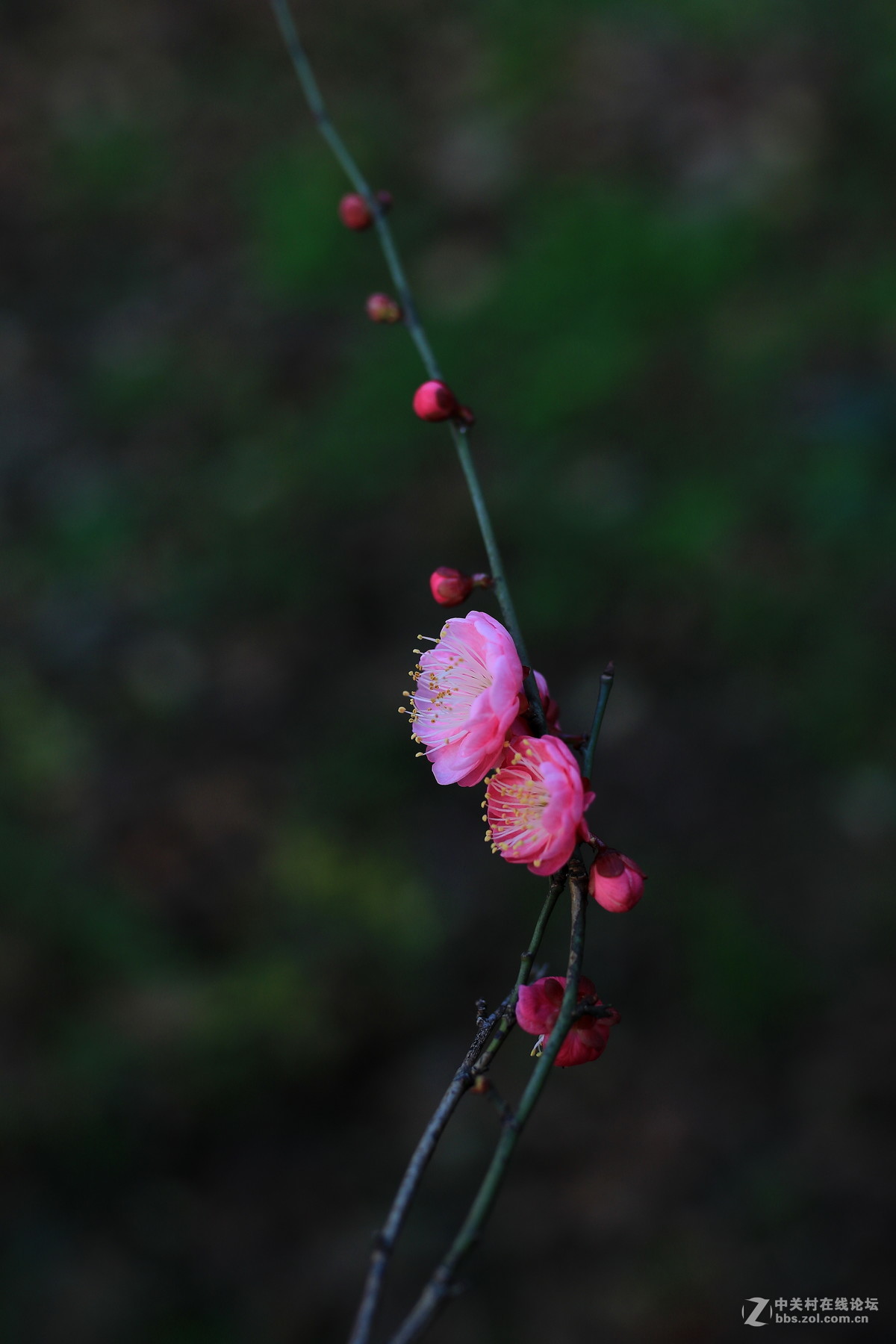 万树寒无色！南枝独有花！