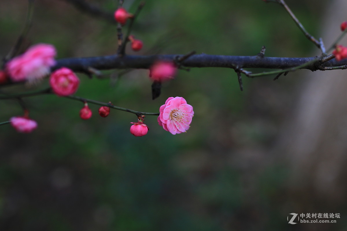 万树寒无色！南枝独有花！