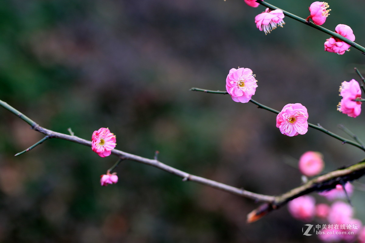 万树寒无色！南枝独有花！