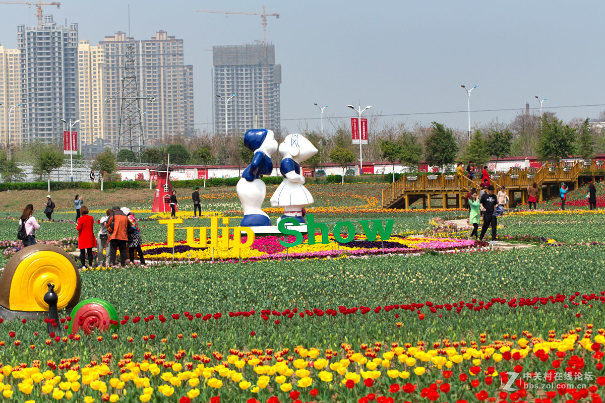 郁金香花
