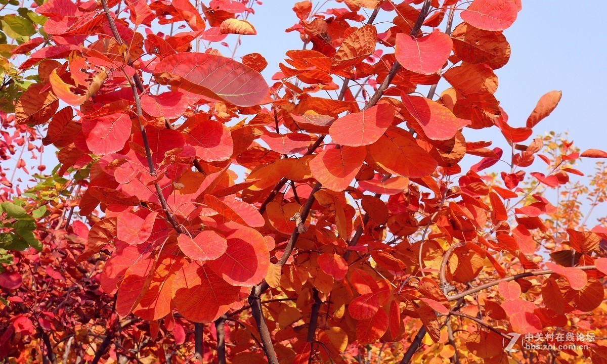 #佳能月赛-金秋十月#十月的色彩(二)