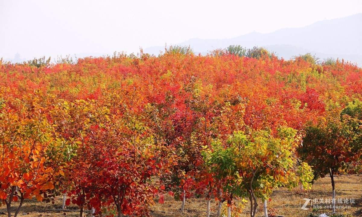 #佳能月赛-金秋十月#十月的色彩(二)