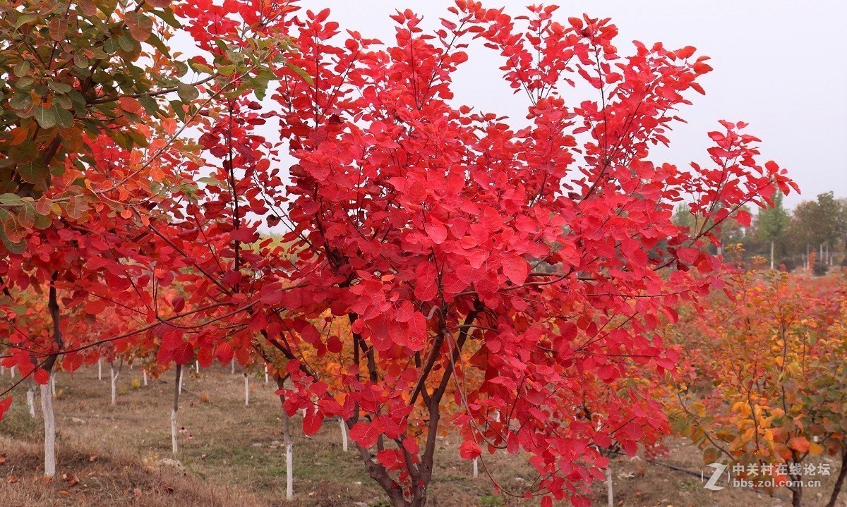 #佳能月赛-金秋十月#十月的色彩(二)