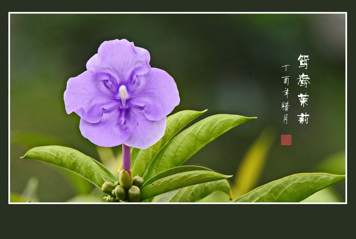 怪怪的草花-鸳鸯茉莉