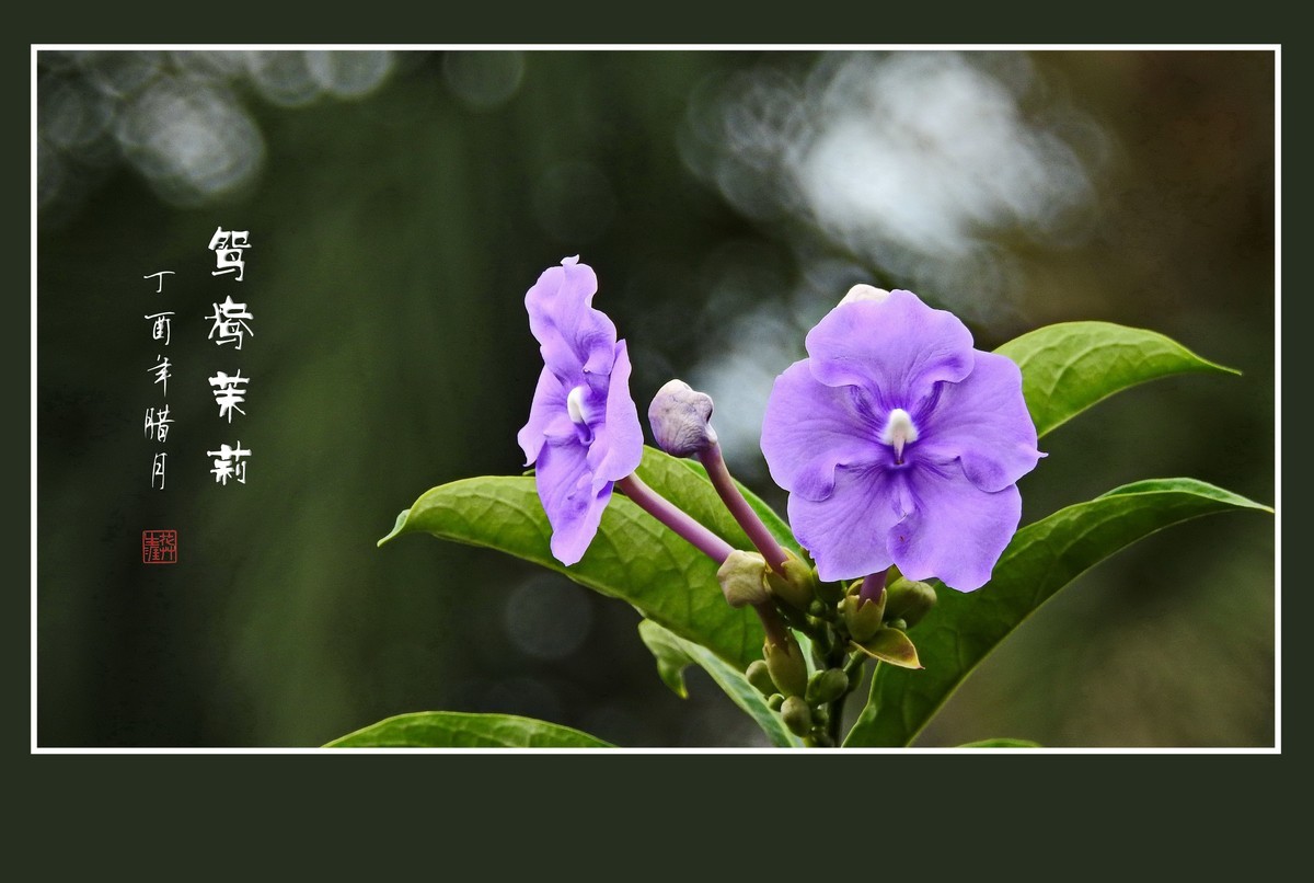 怪怪的草花-鸳鸯茉莉