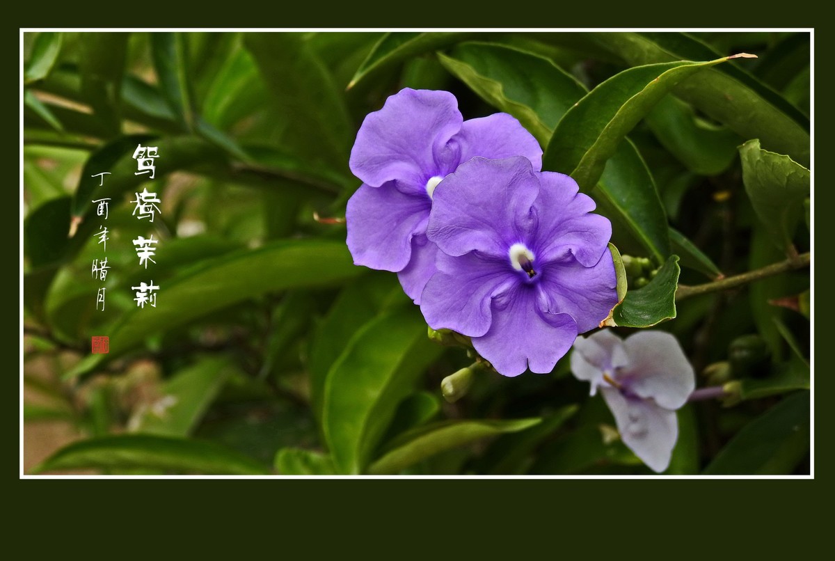 怪怪的草花-鸳鸯茉莉