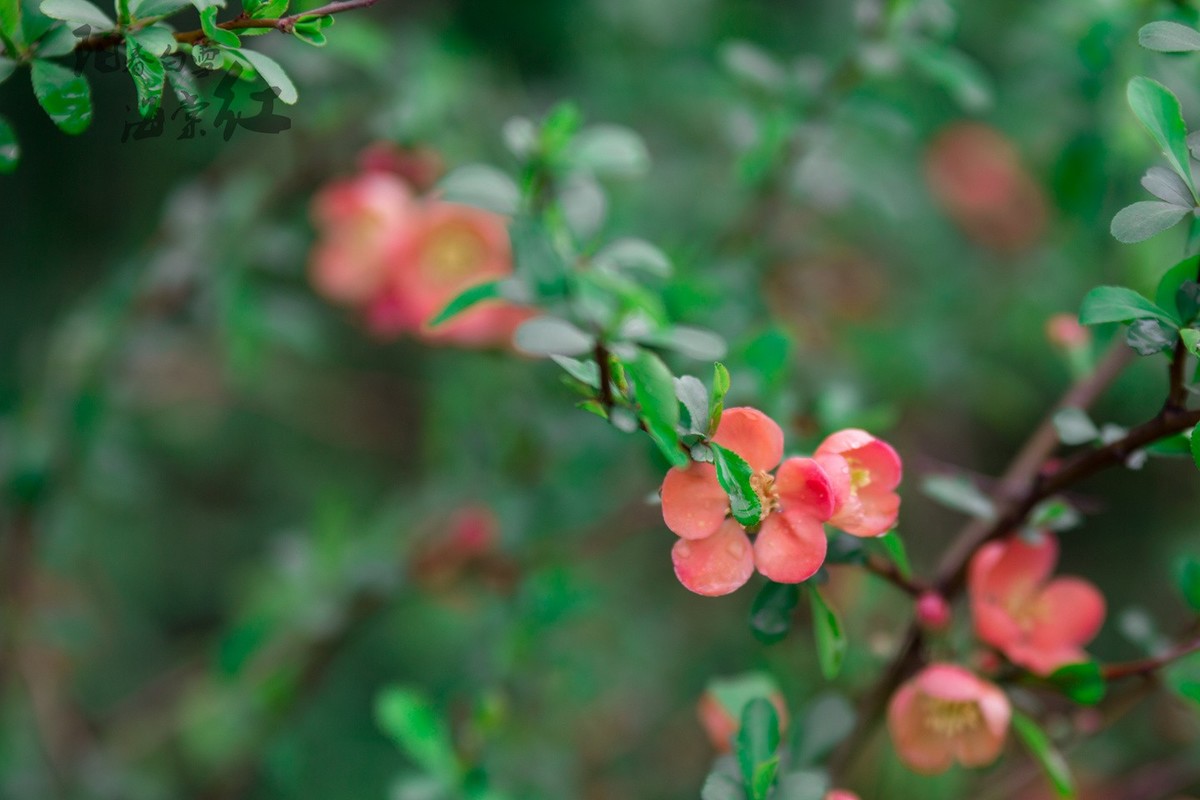 6D 【适马70-200】小黑五拍 阳春白雪海棠红