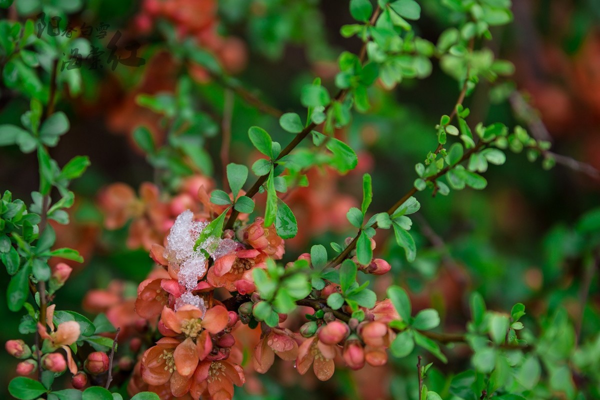 6D 【适马70-200】小黑五拍 阳春白雪海棠红