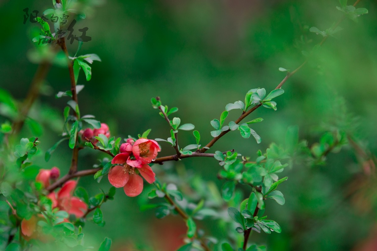 6D 【适马70-200】小黑五拍 阳春白雪海棠红