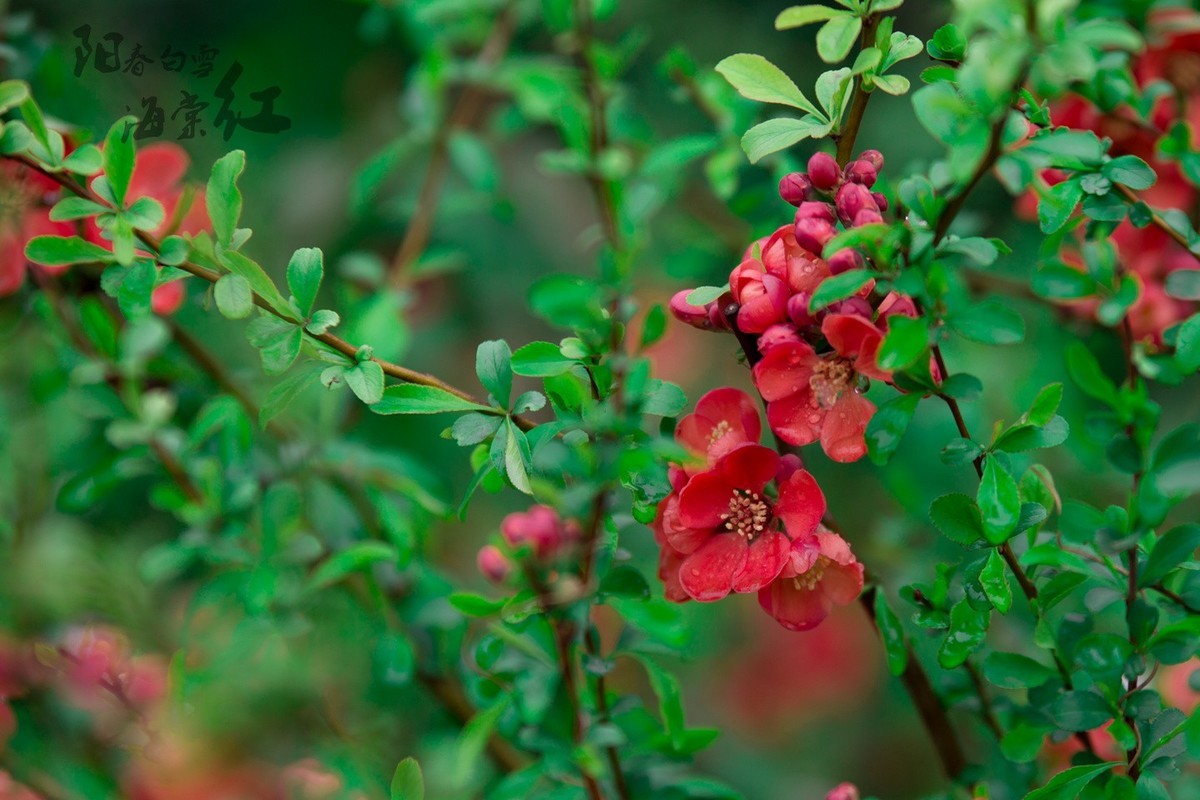 6D 【适马70-200】小黑五拍 阳春白雪海棠红