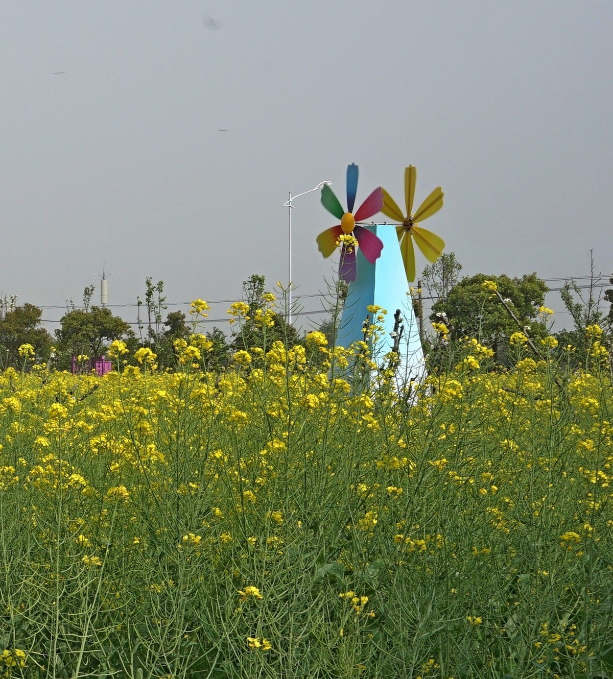 上海奉贤油菜花节掠影