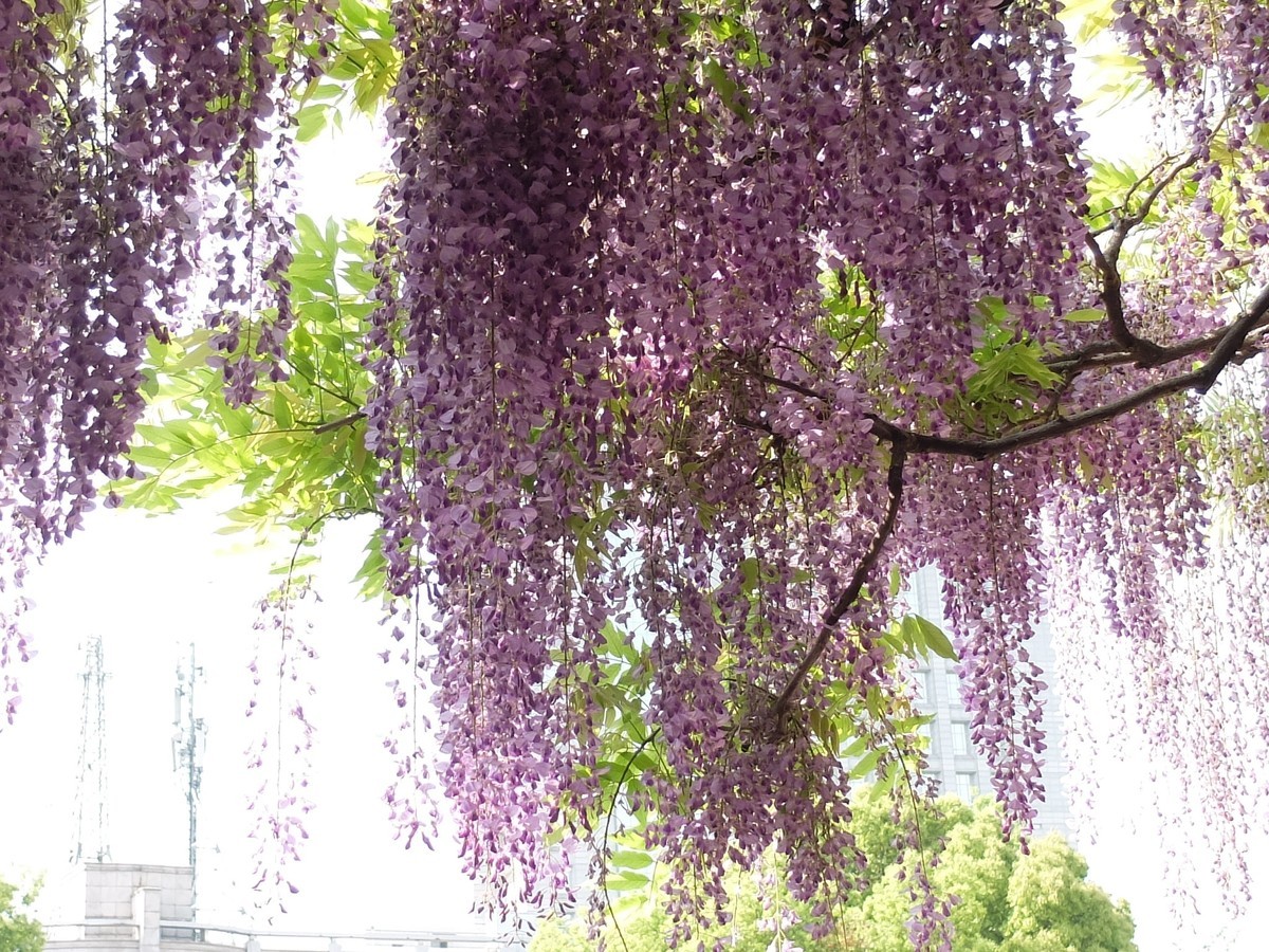 紫铃香溢游人醉春光锦绣美娇姿摄于上海嘉定紫藤园