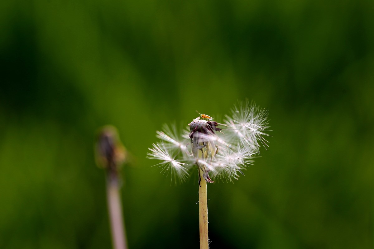 蒲公英唯美图