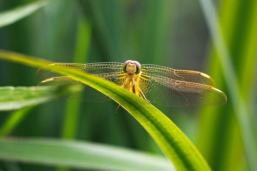 蜻蜓