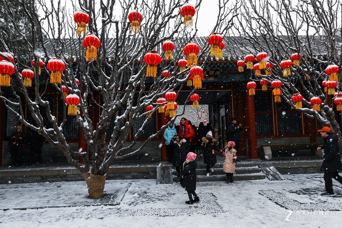 雪中的红灯笼-中关村在线摄影论坛