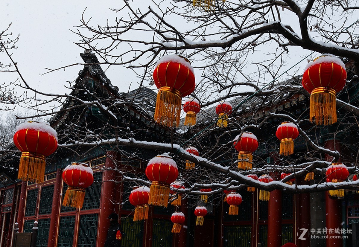 雪中的红灯笼-中关村在线摄影论坛