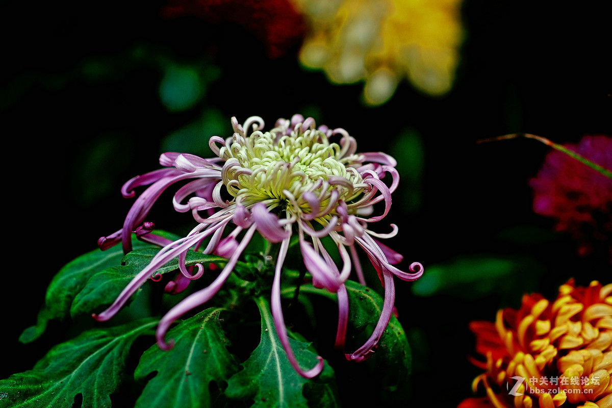 适马50A拍菊花展