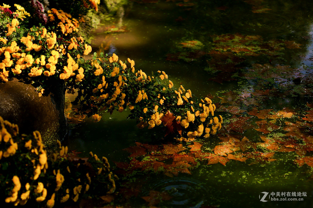 适马50A拍菊花展