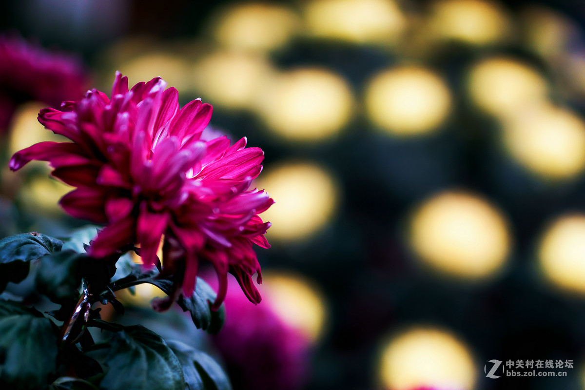 适马50A拍菊花展