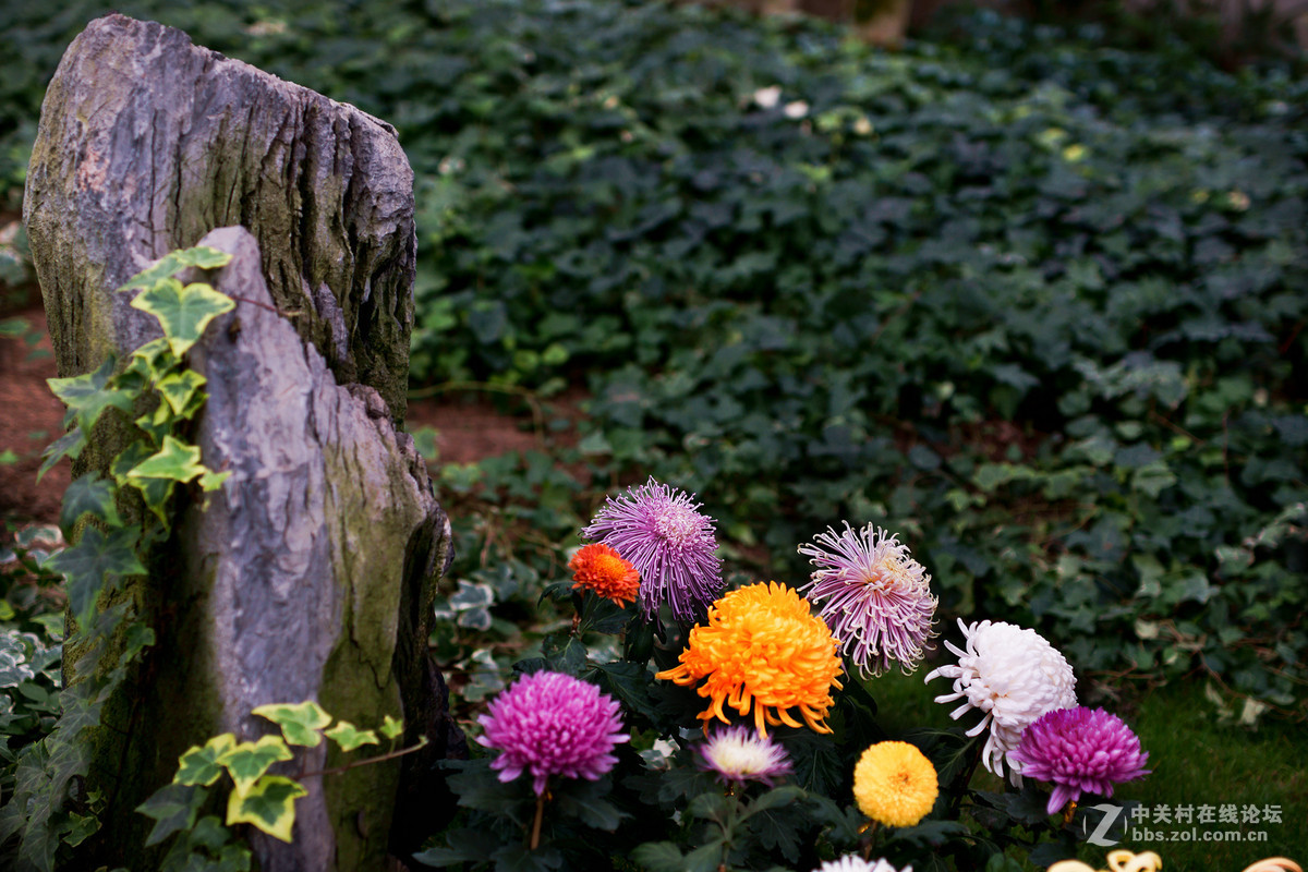 适马50A拍菊花展