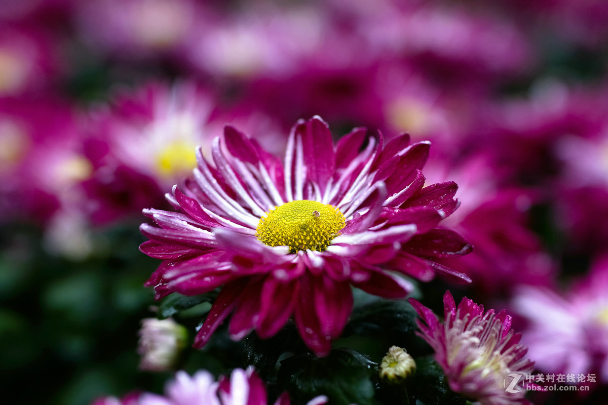 适马50-1.4A镜拍菊展