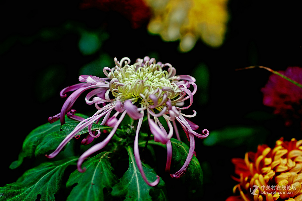 适马50-1.4A镜拍菊展