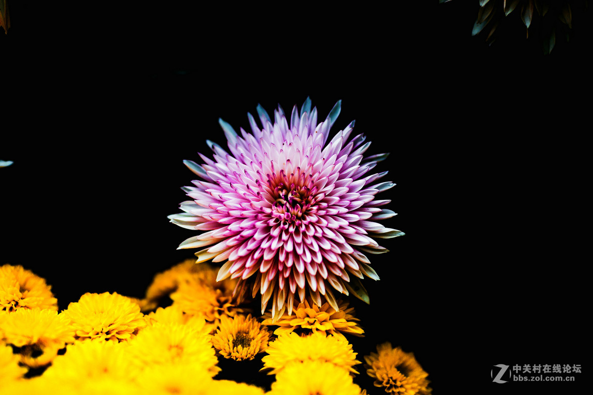 适马50-1.4A镜拍菊展