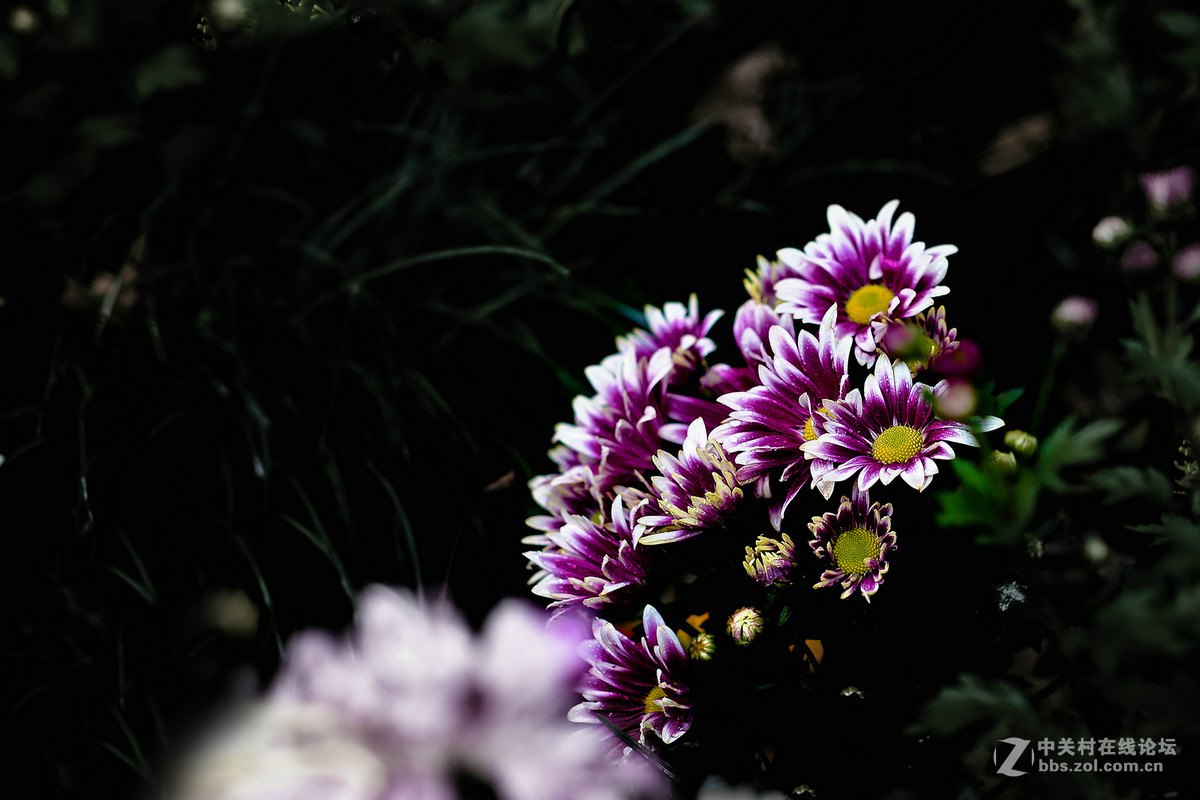 适马50-1.4A镜拍菊展