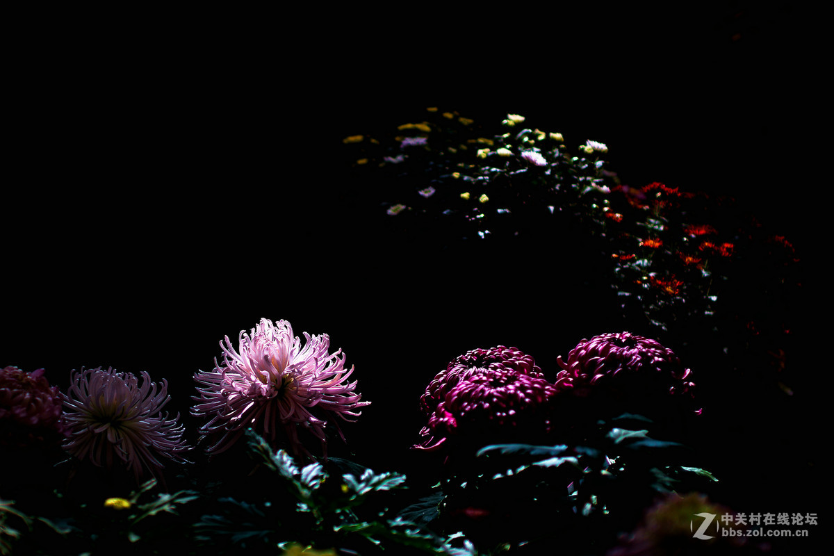 适马50-1.4A镜拍菊展