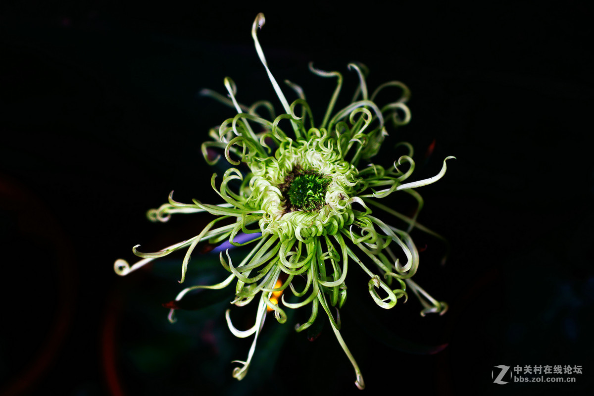 适马50-1.4A镜拍菊展