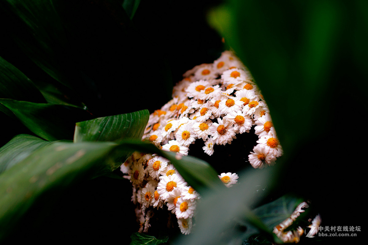 适马50-1.4A镜拍菊展