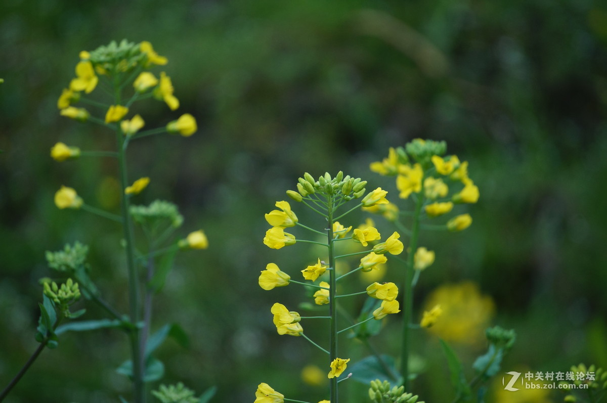 油菜花季节