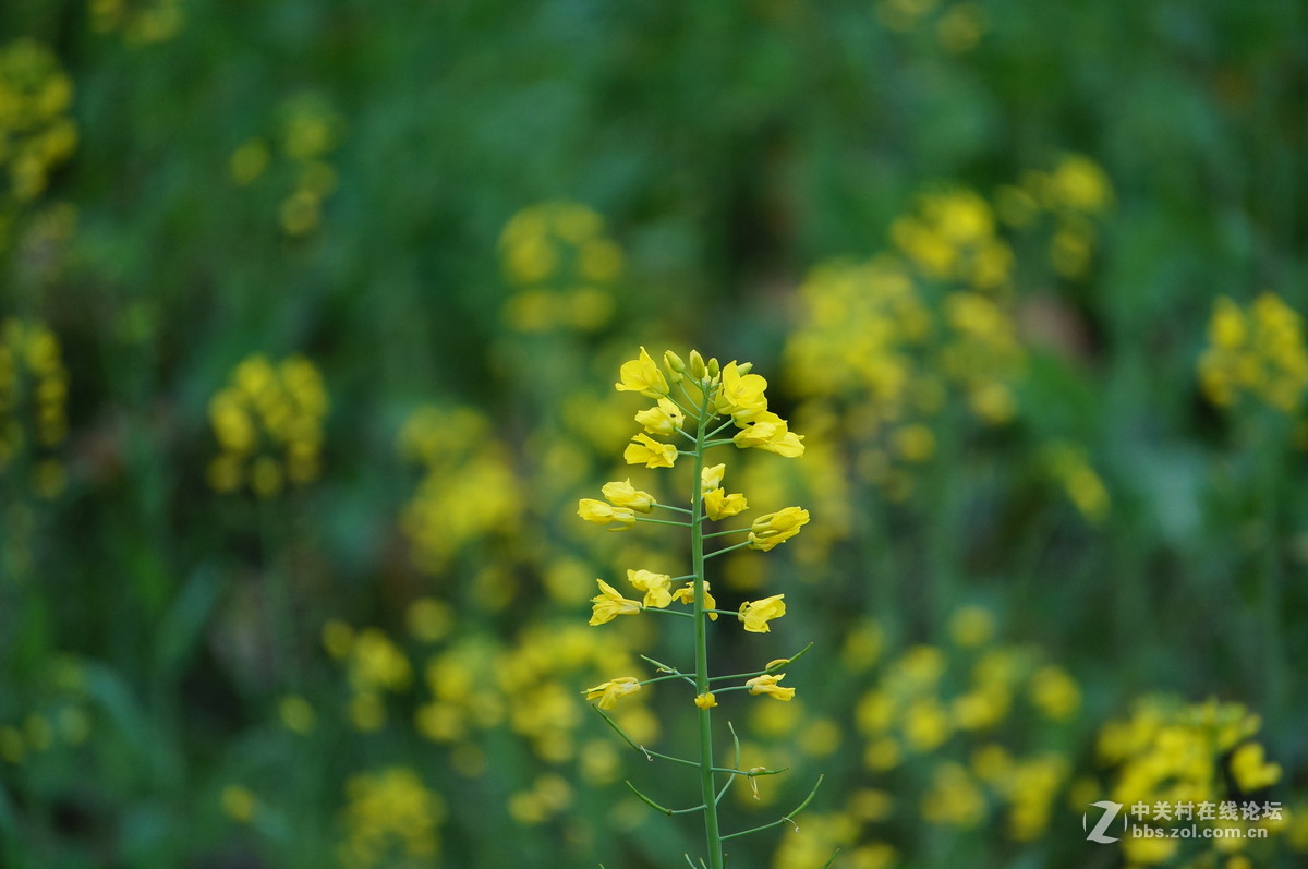油菜花季节