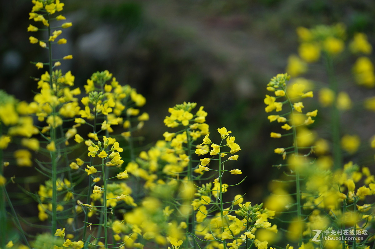 油菜花季节