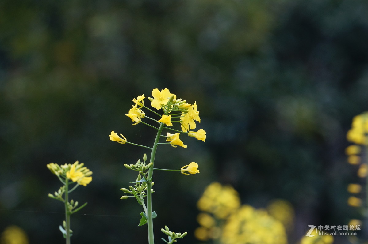 油菜花季节