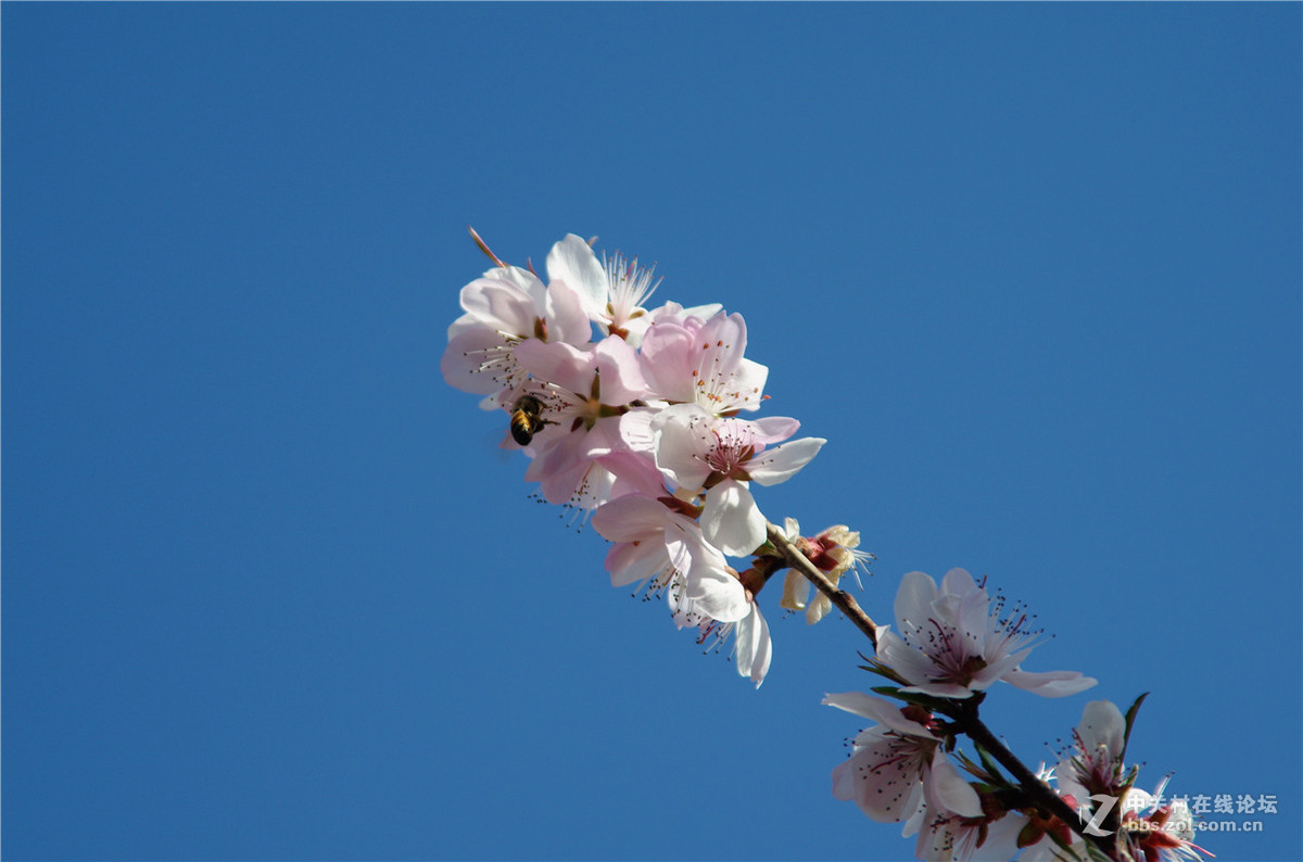 春暖花开，K50+威达28-210公园随拍