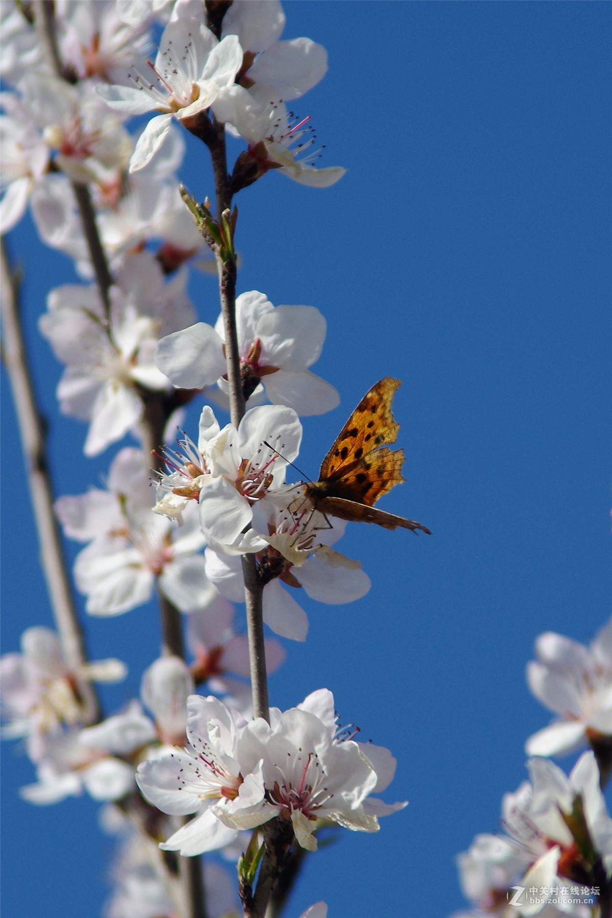 春暖花开，K50+威达28-210公园随拍