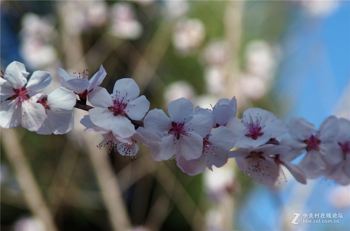 春暖花开，K50+威达28-210公园随拍