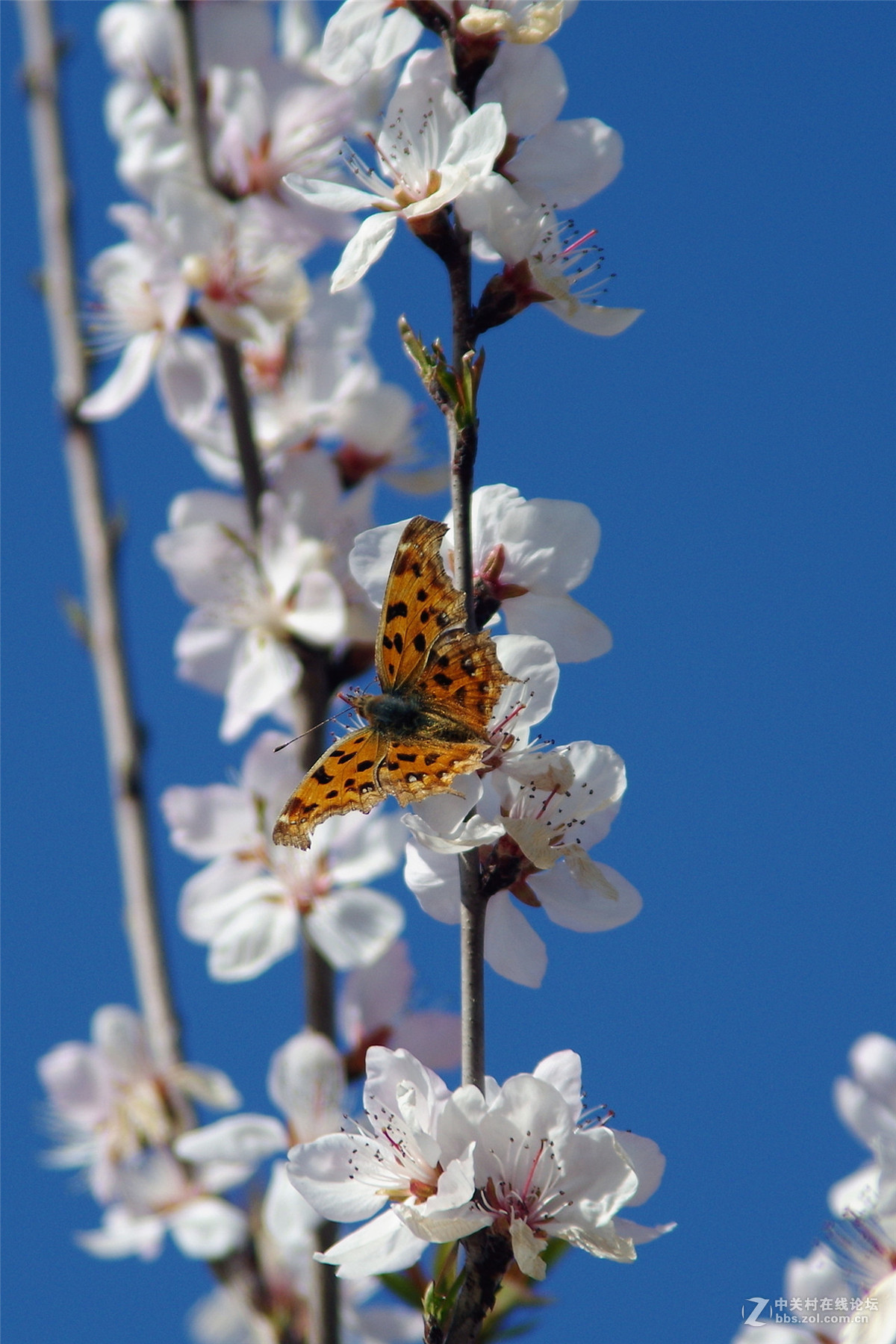 春暖花开，K50+威达28-210公园随拍