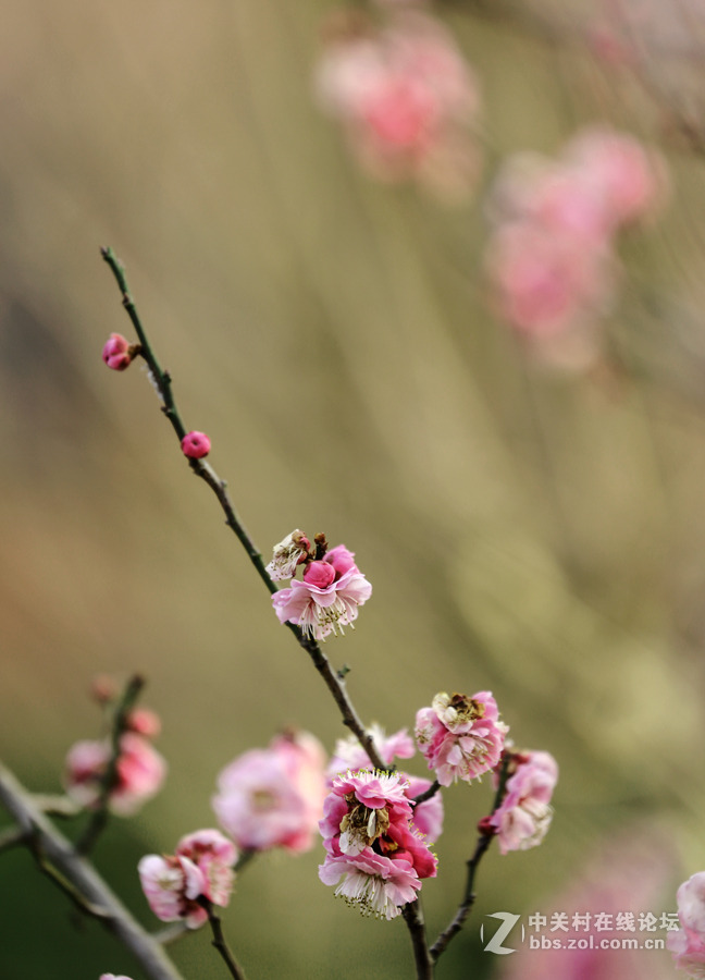 春暖花开