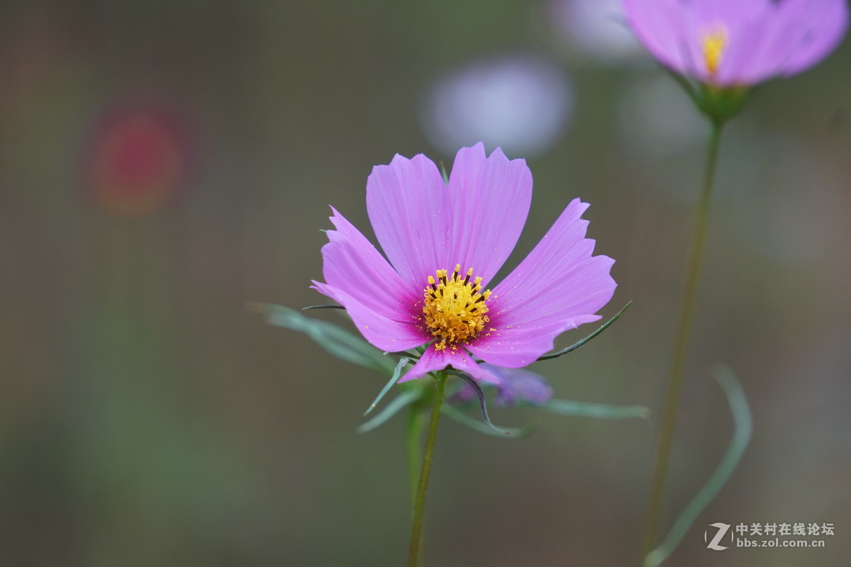 本地引进的格桑花