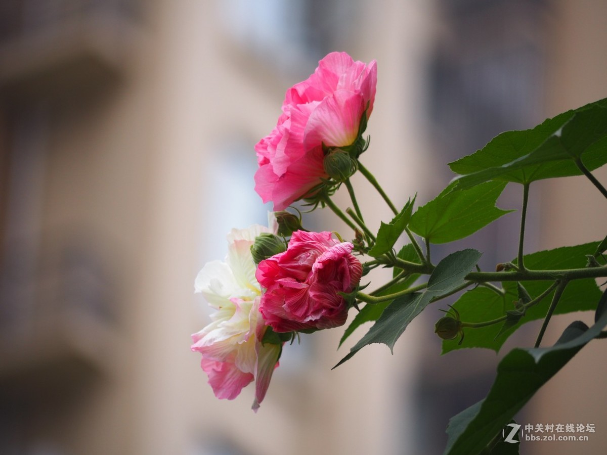 入手一月，发几张近期随拍。