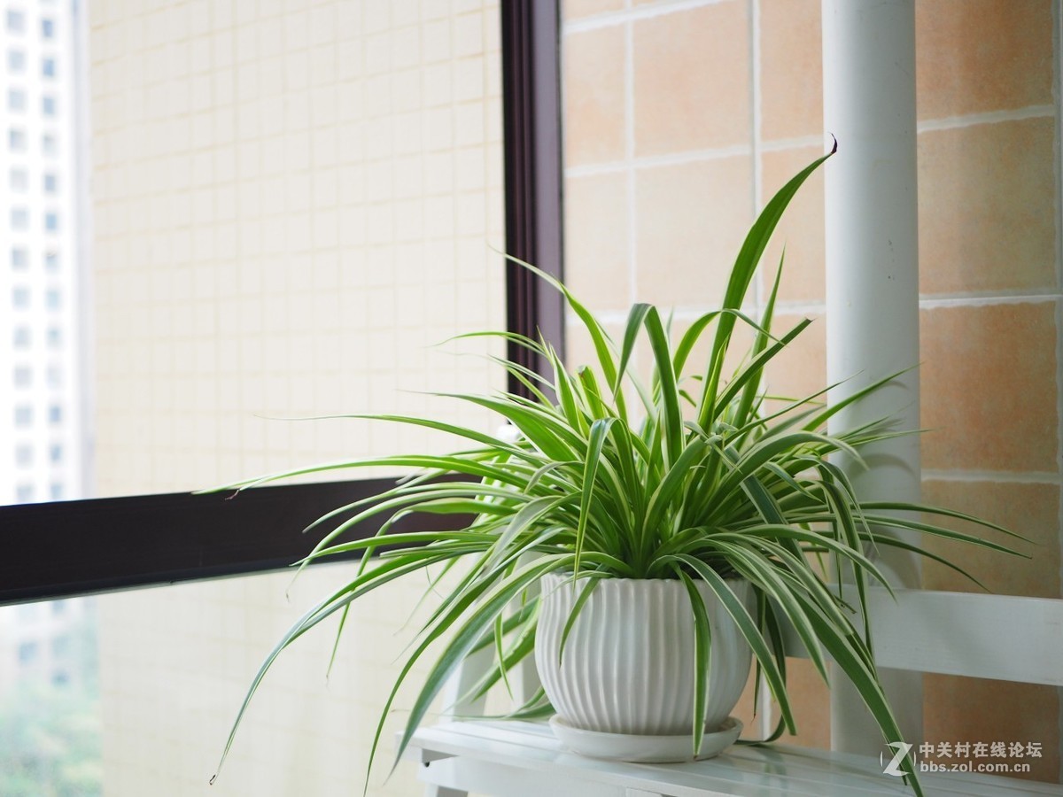 入手一月，发几张近期随拍。