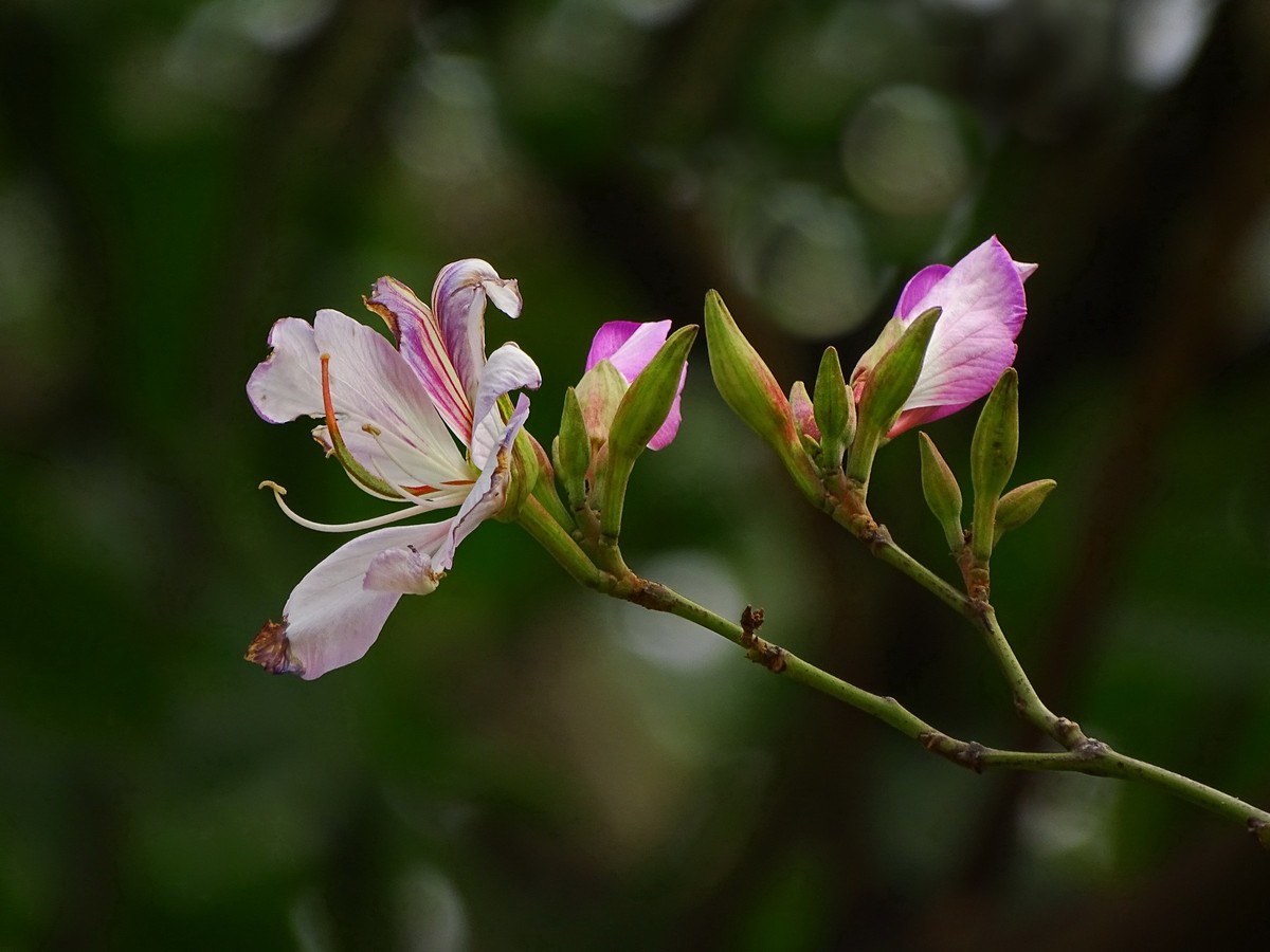 随拍花骨朵之17紫荆花