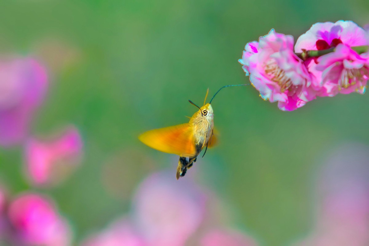 长喙天蛾戏红梅