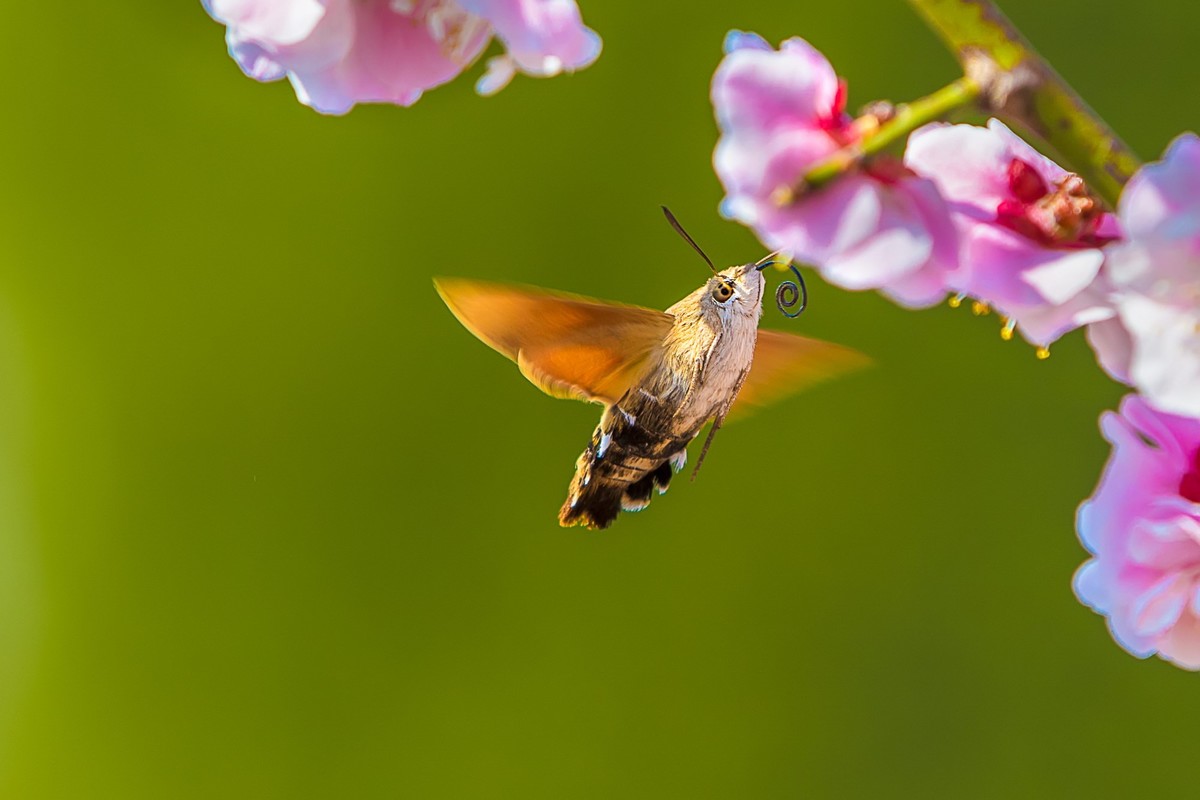长喙天蛾戏红梅